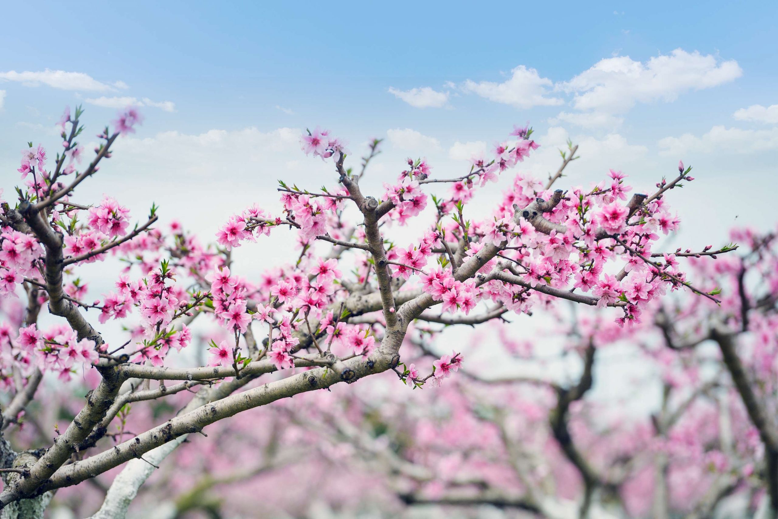 国内9大桃花观赏胜地，最美的桃花林都在这里，你去过几个？缩略图