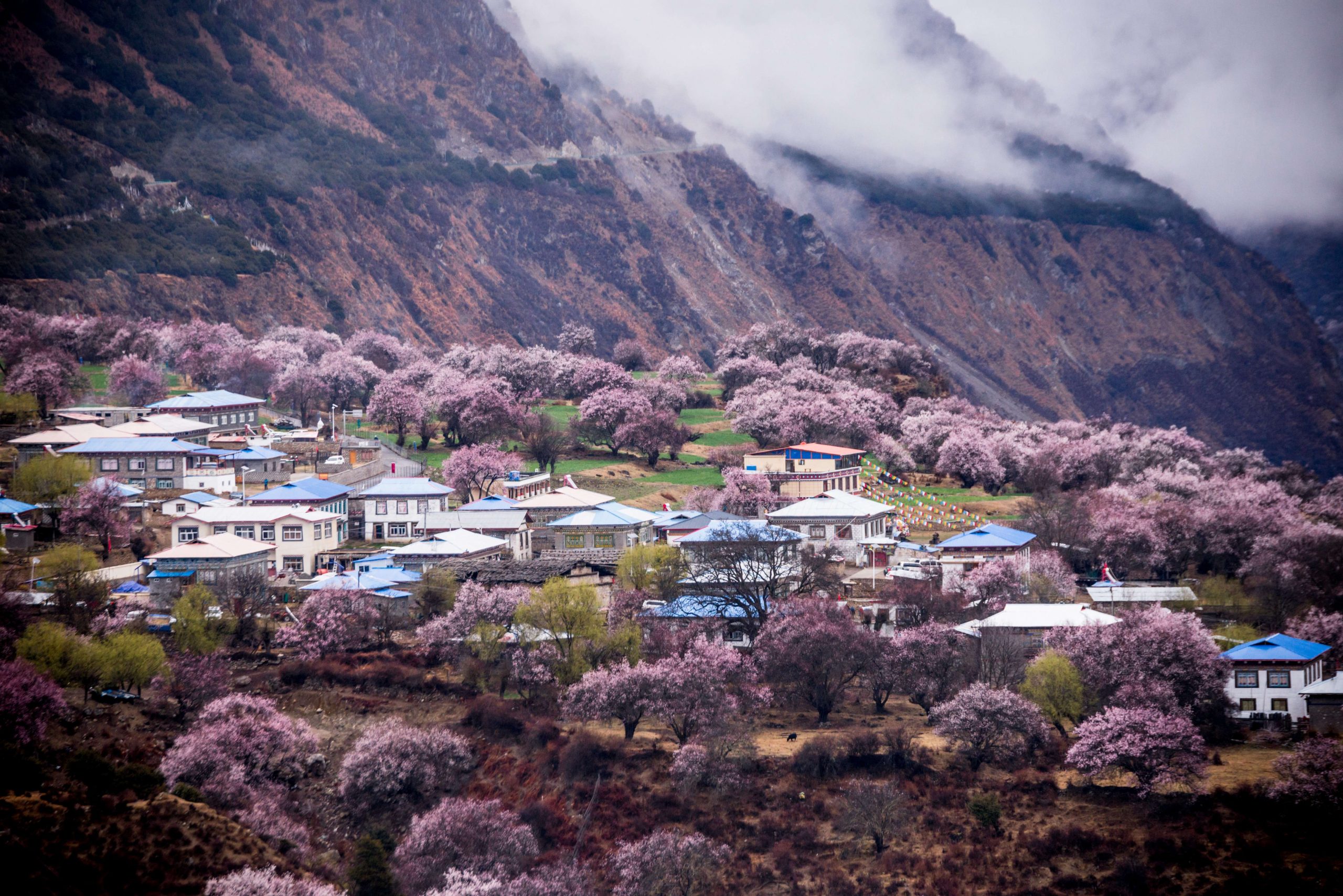 满树桃花开，西藏春天太美了~不赏遍林芝的桃花，怎知春光已至！缩略图